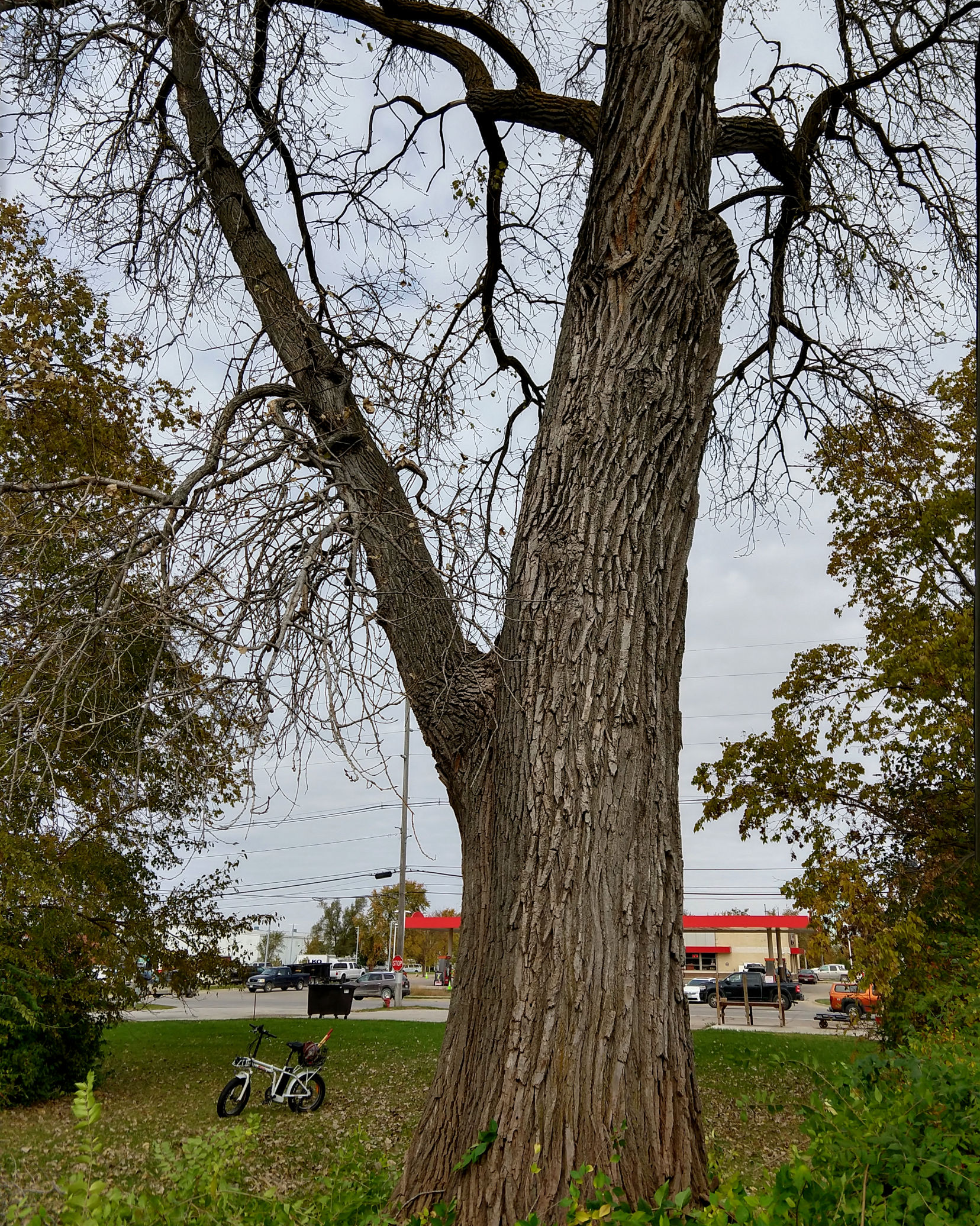 Cottonwood, 17th & Burlington